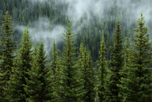 ESG at the core Building agility and resilience for a low carbon future